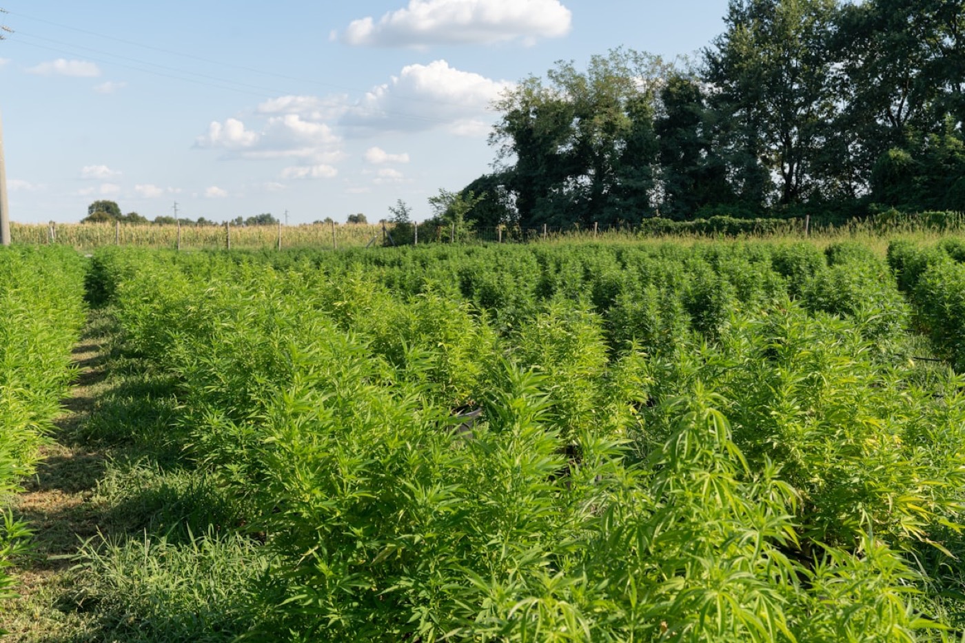Production CBD française en serre à Sarrians